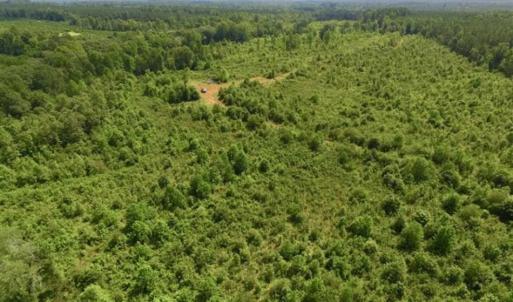 Photo of UNDER CONTRACT!!  49.5 Acres of Recreational and Hunting Land For Sale in Brunswick County VA!