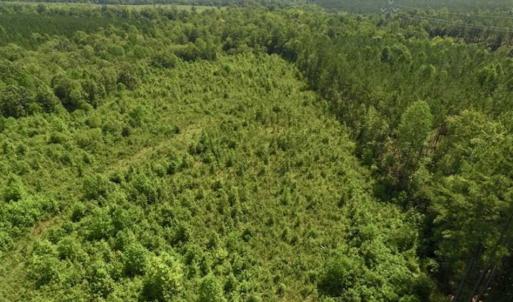 Photo of UNDER CONTRACT!!  49.5 Acres of Recreational and Hunting Land For Sale in Brunswick County VA!