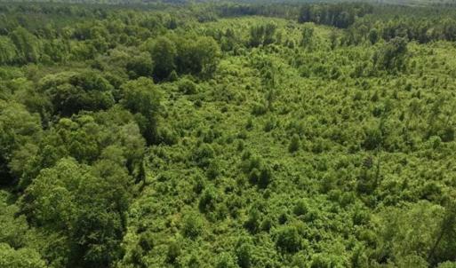 Photo of UNDER CONTRACT!!  49.5 Acres of Recreational and Hunting Land For Sale in Brunswick County VA!