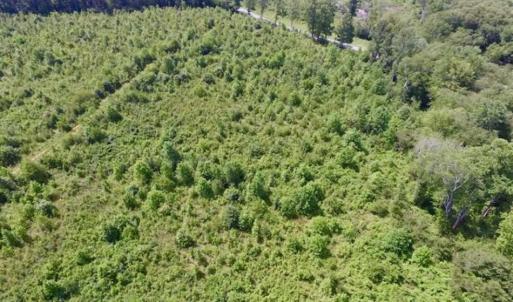 Photo of UNDER CONTRACT!!  49.5 Acres of Recreational and Hunting Land For Sale in Brunswick County VA!