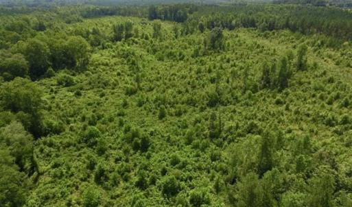 Photo of UNDER CONTRACT!!  49.5 Acres of Recreational and Hunting Land For Sale in Brunswick County VA!