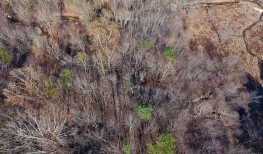 Photo of UNDER CONTRACT!!  107.9 Acres of Timber and Hunting Land For Sale in Nash County NC!