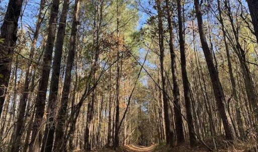 Photo of UNDER CONTRACT!!  107.9 Acres of Timber and Hunting Land For Sale in Nash County NC!