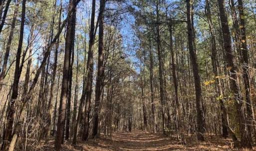 Photo of UNDER CONTRACT!!  107.9 Acres of Timber and Hunting Land For Sale in Nash County NC!