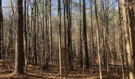 Photo of UNDER CONTRACT!!  107.9 Acres of Timber and Hunting Land For Sale in Nash County NC!