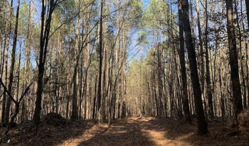 Photo of UNDER CONTRACT!!  107.9 Acres of Timber and Hunting Land For Sale in Nash County NC!
