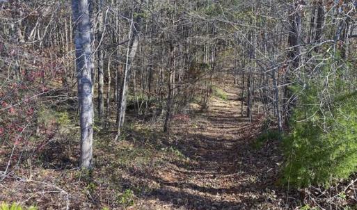 Photo of 41.32 Acres of Farm and Hunting Land for Sale in Rockingham County NC!