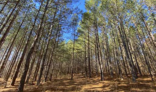 Photo of 41.32 Acres of Farm and Hunting Land for Sale in Rockingham County NC!
