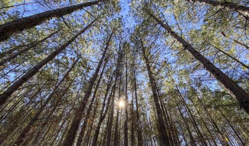 Photo of 41.32 Acres of Farm and Hunting Land for Sale in Rockingham County NC!