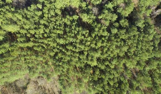 Photo of 41.32 Acres of Farm and Hunting Land for Sale in Rockingham County NC!