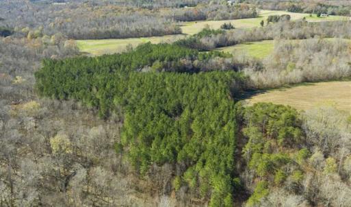 Photo of 41.32 Acres of Farm and Hunting Land for Sale in Rockingham County NC!
