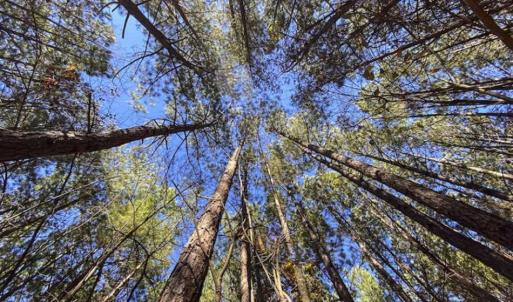 Photo of 41.32 Acres of Farm and Hunting Land for Sale in Rockingham County NC!