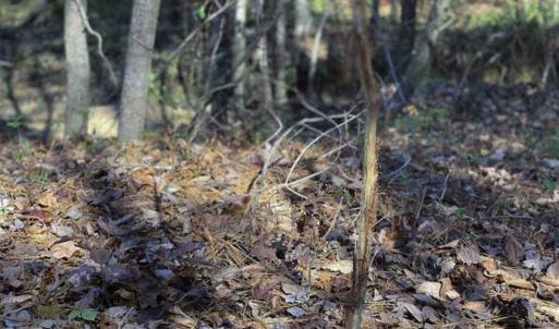 Photo of 41.32 Acres of Farm and Hunting Land for Sale in Rockingham County NC!
