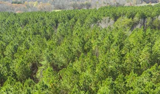 Photo of 41.32 Acres of Farm and Hunting Land for Sale in Rockingham County NC!