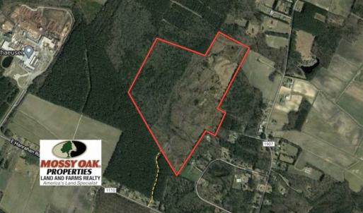 Photo of 166 acres of Timberland For Sale in Pitt County NC!