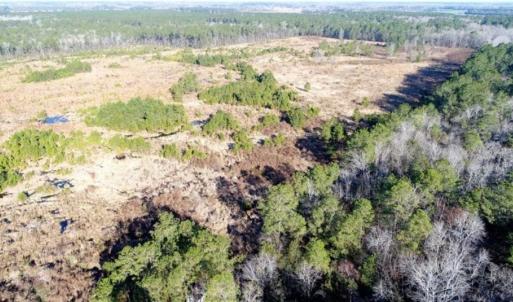 Photo of 166 acres of Timberland For Sale in Pitt County NC!