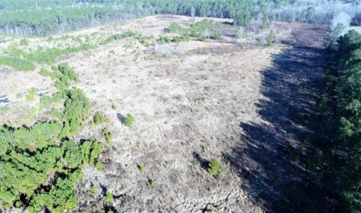 Photo of 166 acres of Timberland For Sale in Pitt County NC!