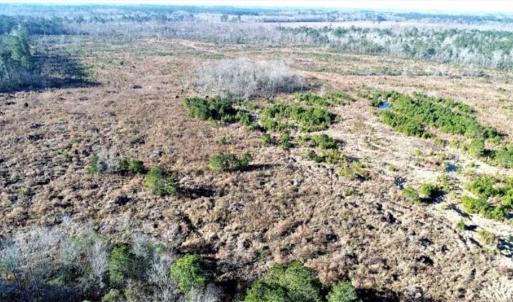Photo of 166 acres of Timberland For Sale in Pitt County NC!