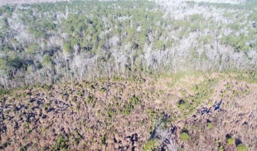 Photo of 166 acres of Timberland For Sale in Pitt County NC!