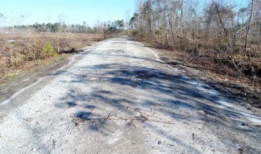 Photo of 166 acres of Timberland For Sale in Pitt County NC!