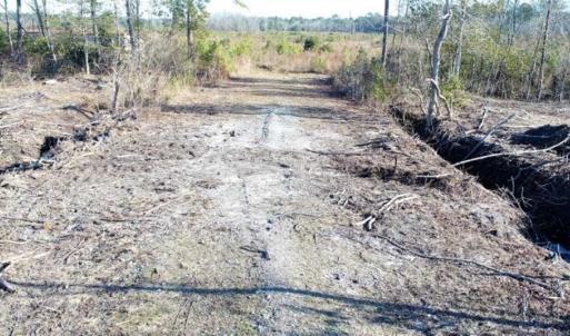 Photo of 166 acres of Timberland For Sale in Pitt County NC!
