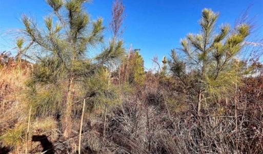 Photo of 166 acres of Timberland For Sale in Pitt County NC!