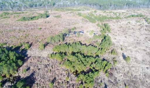 Photo of 166 acres of Timberland For Sale in Pitt County NC!
