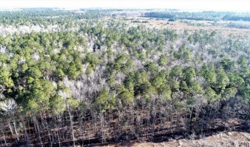 Photo of 166 acres of Timberland For Sale in Pitt County NC!