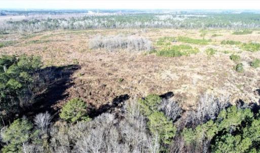 Photo of 166 acres of Timberland For Sale in Pitt County NC!