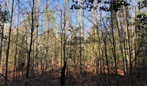Photo of UNDER CONTRACT!!  7.94 acres of Hunting and Residential Land for Sale in Brunswick County VA!