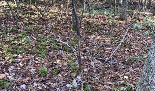 Photo of UNDER CONTRACT!!  7.94 acres of Hunting and Residential Land for Sale in Brunswick County VA!