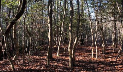 Photo of UNDER CONTRACT!!  7.94 acres of Hunting and Residential Land for Sale in Brunswick County VA!