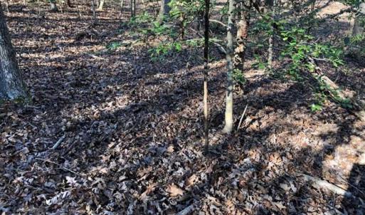 Photo of UNDER CONTRACT!!  7.94 acres of Hunting and Residential Land for Sale in Brunswick County VA!