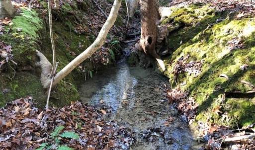 Photo of UNDER CONTRACT!!  7.94 acres of Hunting and Residential Land for Sale in Brunswick County VA!