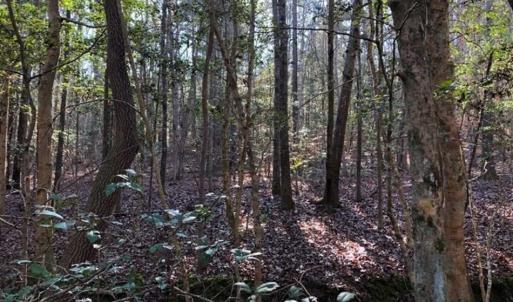 Photo of UNDER CONTRACT!!  7.94 acres of Hunting and Residential Land for Sale in Brunswick County VA!