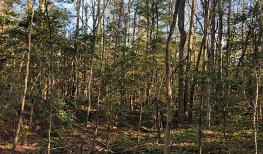 Photo of UNDER CONTRACT!!  7.94 acres of Hunting and Residential Land for Sale in Brunswick County VA!