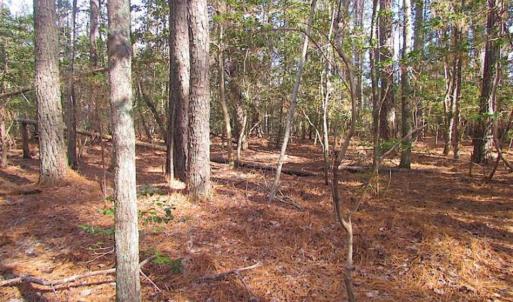 Photo of 21 Acres of Tall Timber in the Countryside of Mathews County Virginia!