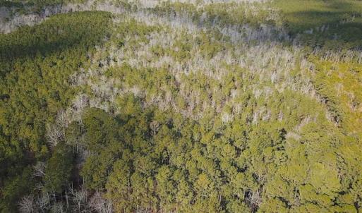 Photo of 21 Acres of Tall Timber in the Countryside of Mathews County Virginia!