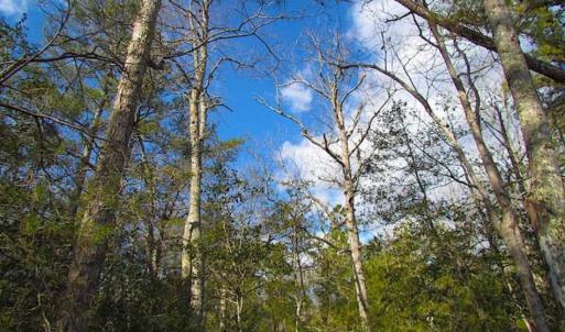 Photo of 21 Acres of Tall Timber in the Countryside of Mathews County Virginia!