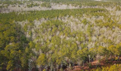Photo of 21 Acres of Tall Timber in the Countryside of Mathews County Virginia!