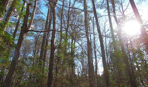 Photo of 21 Acres of Tall Timber in the Countryside of Mathews County Virginia!