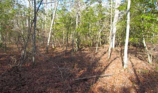 Photo of 21 Acres of Tall Timber in the Countryside of Mathews County Virginia!