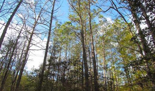 Photo of 21 Acres of Tall Timber in the Countryside of Mathews County Virginia!
