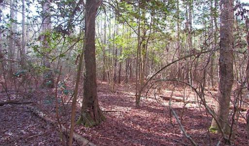 Photo of 21 Acres of Tall Timber in the Countryside of Mathews County Virginia!