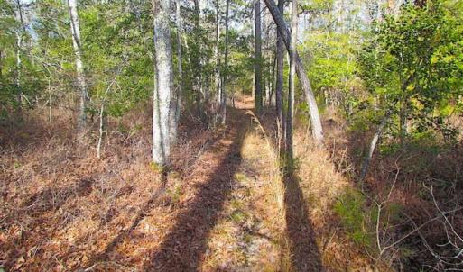 Photo of 21 Acres of Tall Timber in the Countryside of Mathews County Virginia!