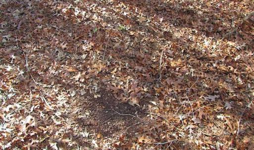 Photo of 21 Acres of Tall Timber in the Countryside of Mathews County Virginia!