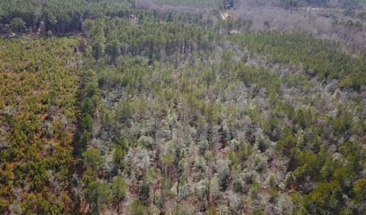 Photo of 21 Acres of Tall Timber in the Countryside of Mathews County Virginia!