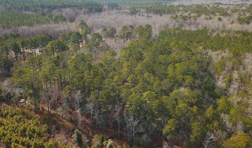 Photo of 21 Acres of Tall Timber in the Countryside of Mathews County Virginia!
