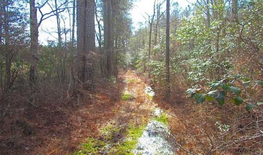 Photo of 21 Acres of Tall Timber in the Countryside of Mathews County Virginia!