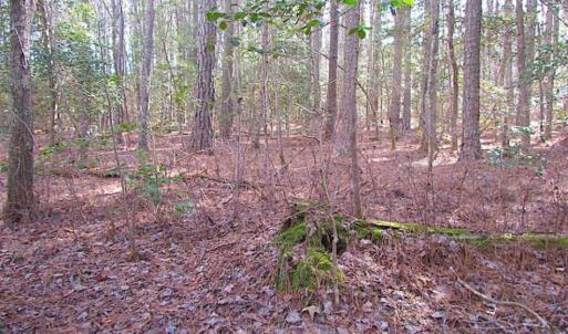 Photo of 21 Acres of Tall Timber in the Countryside of Mathews County Virginia!